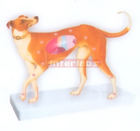 ELECTRON LIGHTING DOG ANATOMICAL DEMONSTRATION MODEL